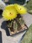 Preview: Notocactus ottonis